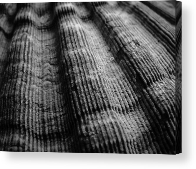 Beach Acrylic Print featuring the photograph Shells No. 5 by Stacy Michelle Smith
