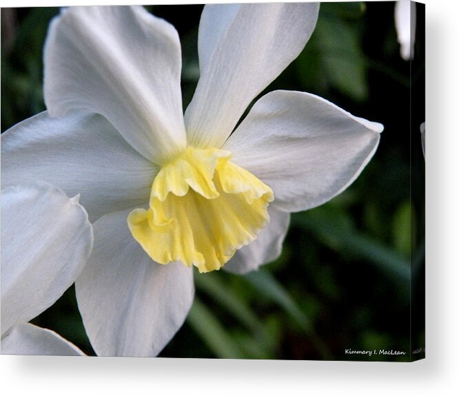 White Acrylic Print featuring the photograph Shy Daffodil by Kimmary MacLean