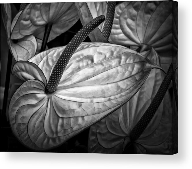 Anthurium Acrylic Print featuring the photograph Silvery sheen by Shirley Mitchell