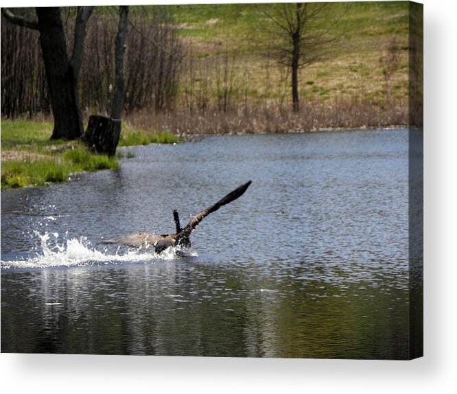 Canadian Geese Acrylic Print featuring the photograph Skidding In For A Landing by Kim Galluzzo
