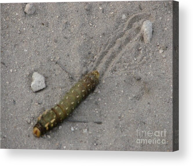 Worm Acrylic Print featuring the photograph Slick by Priscilla Richardson