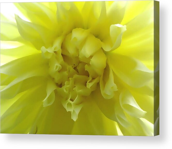 Yellow Acrylic Print featuring the photograph Soft Mellow Yellow by Kim Galluzzo
