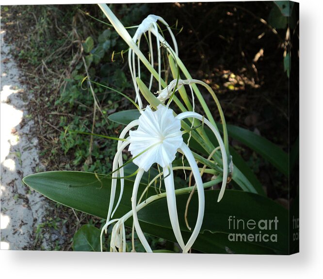 Beach Acrylic Print featuring the photograph Spider Lily3 by Megan Dirsa-DuBois