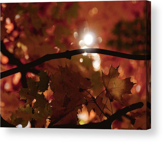 Landscape Acrylic Print featuring the photograph Spotlight on Fall by Cheryl Baxter