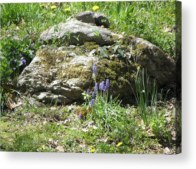 Spring Acrylic Print featuring the photograph Spring has bloomed by Kim Galluzzo