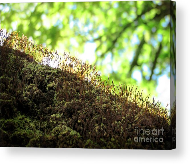 Moss Acrylic Print featuring the photograph Spring Moss by Ellen Cotton