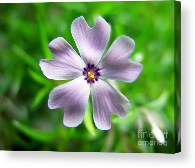 Purple Acrylic Print featuring the photograph Spring Purple by Thanh Tran