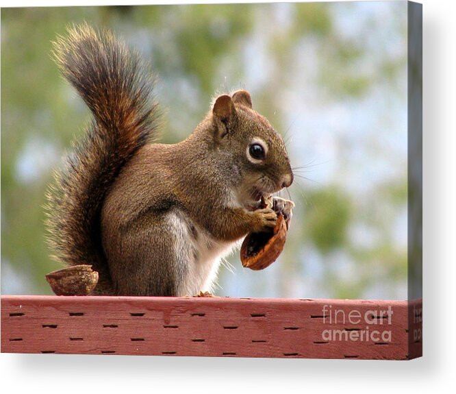 Squirrel Acrylic Print featuring the photograph Squirrel and His Walnut by Leone Lund