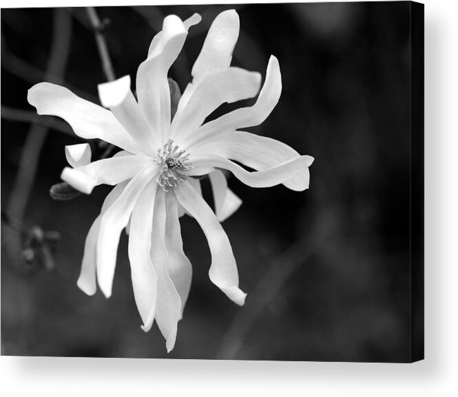 Star Magnolia Acrylic Print featuring the photograph Star Magnolia by Lisa Phillips