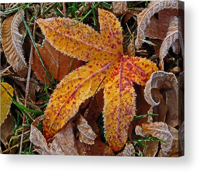 Leaf Acrylic Print featuring the photograph Starfish by William Fields