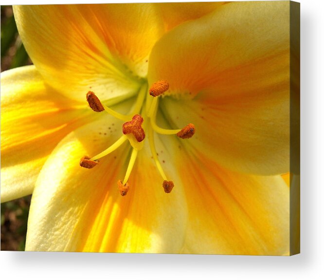 Flowers Acrylic Print featuring the photograph Straight Down by Corinne Elizabeth Cowherd