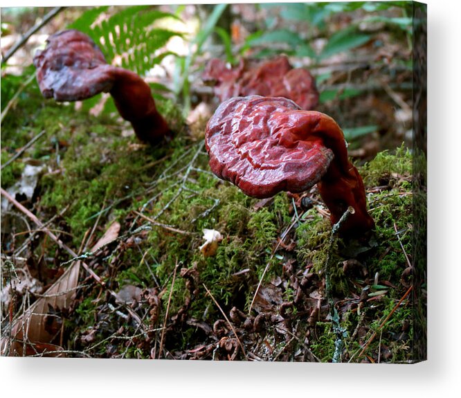 Fungus Acrylic Print featuring the photograph Strange Growth by Azthet Photography