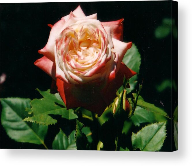 Rose Acrylic Print featuring the photograph Strawberry Rose by Corinne Elizabeth Cowherd