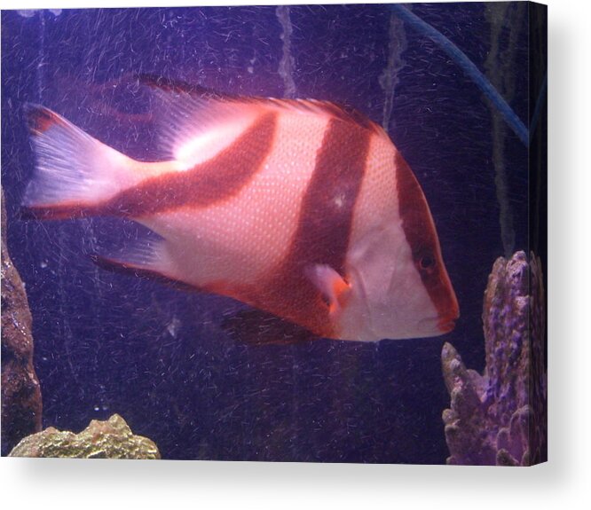Fish Acrylic Print featuring the photograph Striped Fish by Val Oconnor
