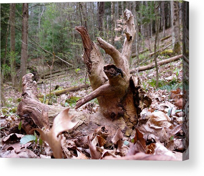 Stump Acrylic Print featuring the photograph Stump by Azthet Photography
