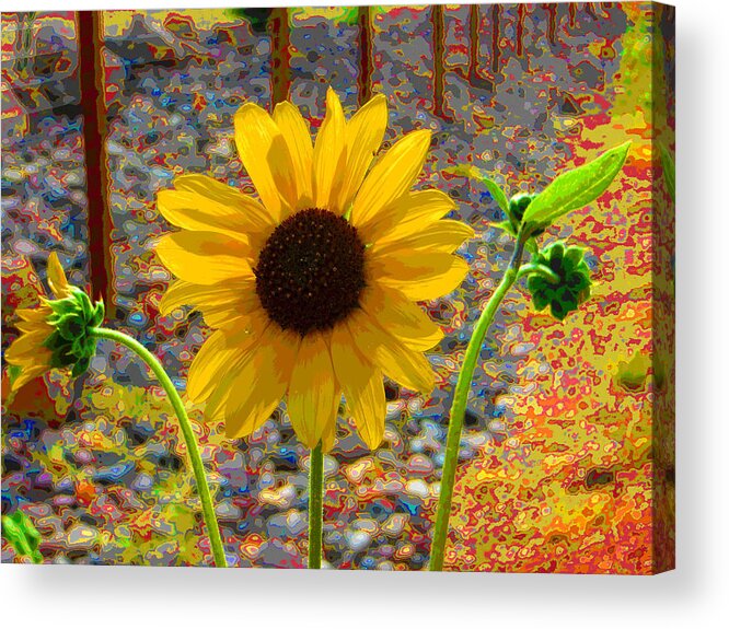 Sunflower Acrylic Print featuring the photograph Sunflowers Celebration by Patricia Haynes