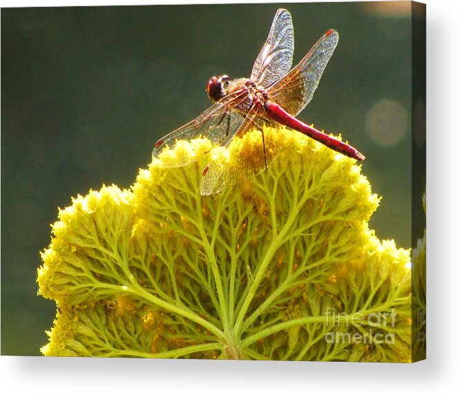 Dragonfly Yellow Yarrow Sunlit Acrylic Print featuring the photograph Sunlit Dragonfly on Yellow Yarrow by Michele Penner
