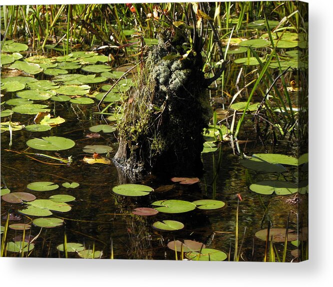 Stump Acrylic Print featuring the photograph Surrounded By Lily Pads by Kim Galluzzo