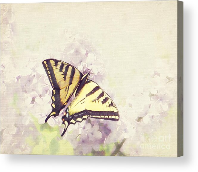 Spring Acrylic Print featuring the photograph Swallowtail on lilac by Cindy Garber Iverson
