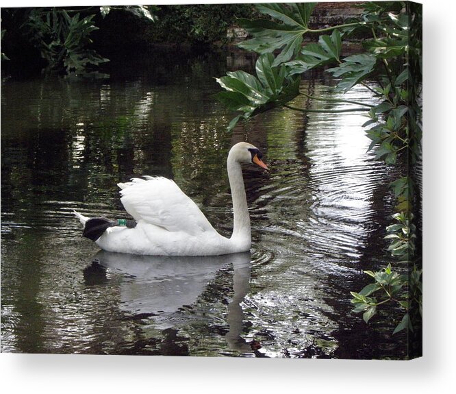 Swan Acrylic Print featuring the photograph Swan beauty by Kim Galluzzo