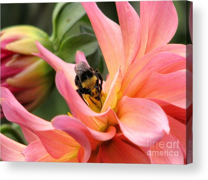 Flower Acrylic Print featuring the photograph Sweet Nectar by Rory Siegel