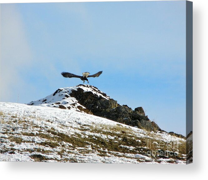 Eagle Acrylic Print featuring the photograph Take Off by KD Johnson