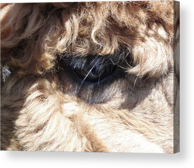 Alpaca Acrylic Print featuring the photograph The Eye of an Alpaca by Kim Galluzzo Wozniak