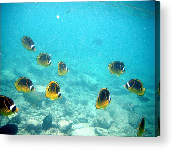 Fish Acrylic Print featuring the photograph The Group by Karen Nicholson