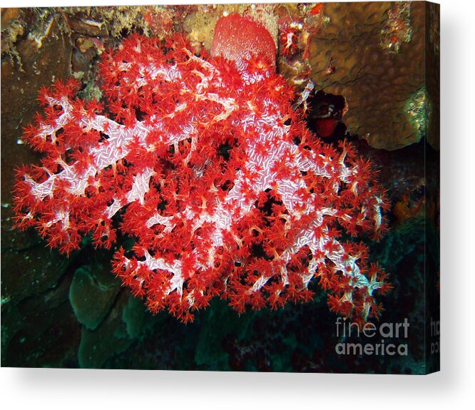 Adventure Acrylic Print featuring the photograph The scarlet soft coral. Similan Islands by MotHaiBaPhoto Prints
