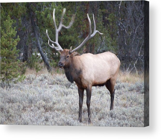 Elk In Grand Lake Acrylic Print featuring the painting The Stud by Joseph Mora