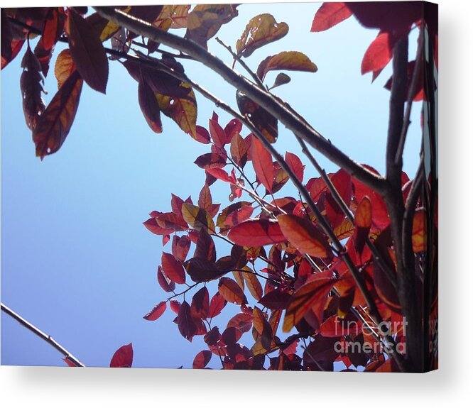 Plum Tree Acrylic Print featuring the photograph Through The Plum Tree II by Alys Caviness-Gober