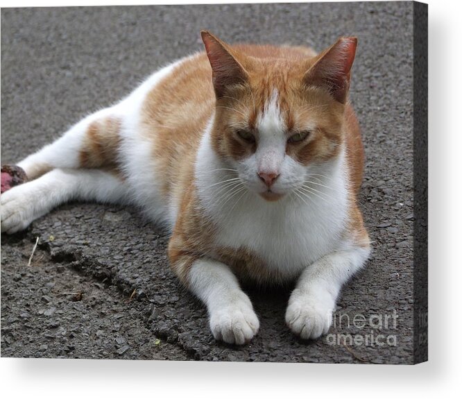Cat Acrylic Print featuring the photograph Time for my Nap by Mary Deal