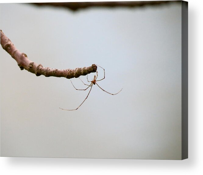 Spider Acrylic Print featuring the photograph Touch by Azthet Photography