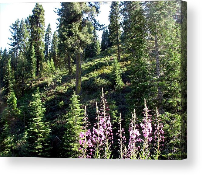 Trees Acrylic Print featuring the photograph Trees and Shadows by Chris Gudger