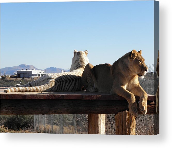 Lion Acrylic Print featuring the photograph Two Gorgeous Females by Kim Galluzzo