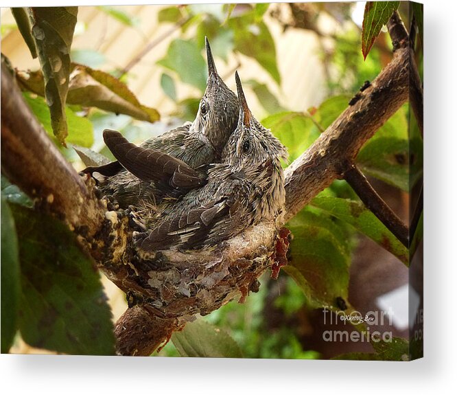 The Hummingbird Acrylic Print featuring the photograph Two Hummingbird Babies in a Nest 4 by Xueling Zou