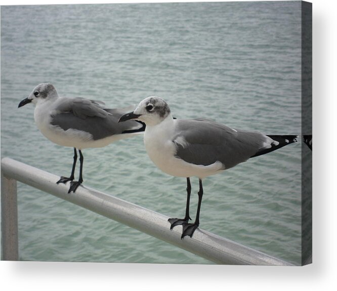 Seagulls Acrylic Print featuring the photograph Two up Front by Val Oconnor