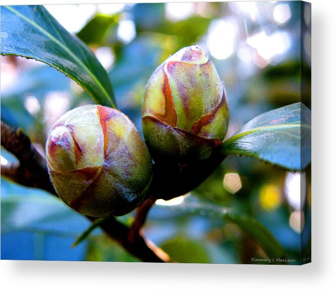 Camellia Acrylic Print featuring the photograph Two Young Camellia's by Kimmary MacLean