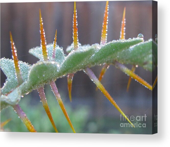 Flower Acrylic Print featuring the photograph Unceasing by Holy Hands