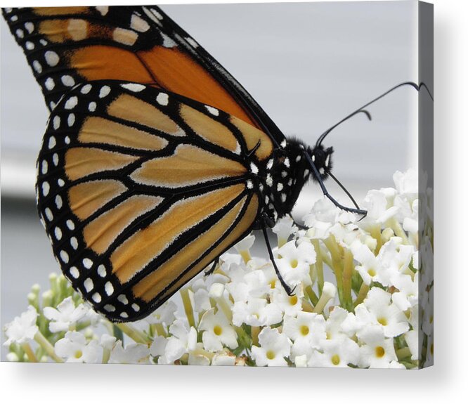Monarch Acrylic Print featuring the photograph Up Close And Personal by Kim Galluzzo