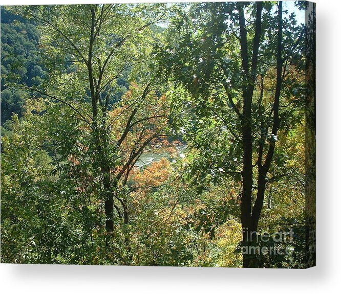 Virginia Acrylic Print featuring the photograph Virginia Walk in the Woods by Mark Robbins