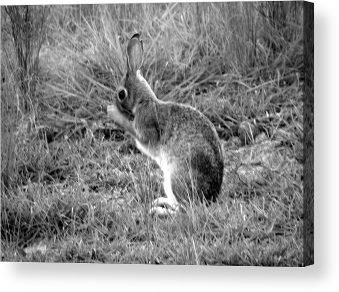 Bunny Acrylic Print featuring the photograph Wash Time by Kim Galluzzo