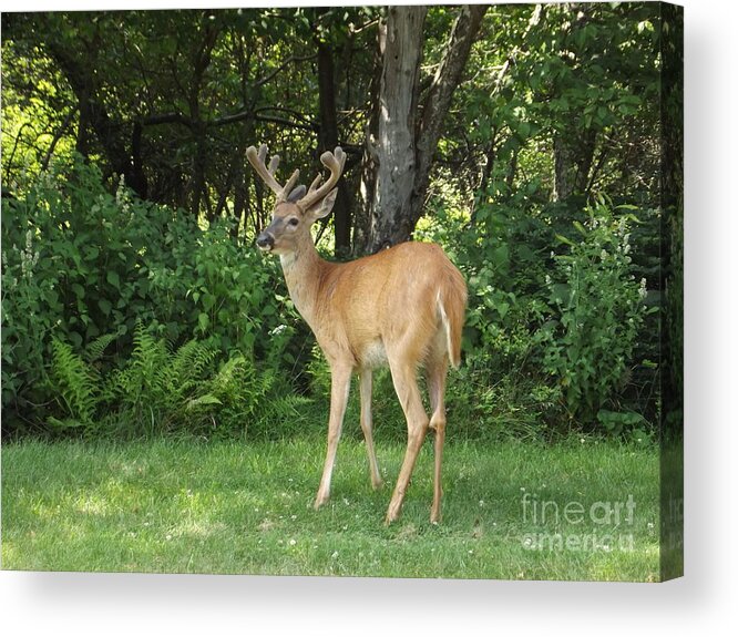  Acrylic Print featuring the photograph Watching by Dennis Richardson