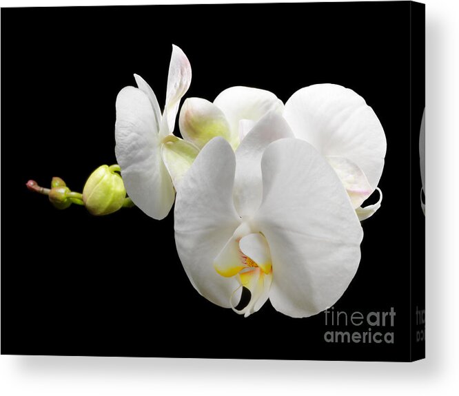 Flowers & Plants Acrylic Print featuring the photograph White Orchid on Black Background by Laurent Lucuix