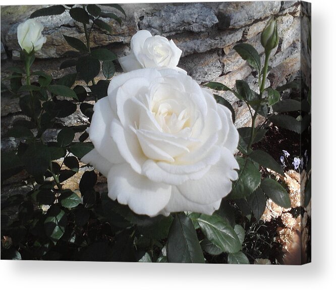Rocks Acrylic Print featuring the photograph White Roses by Michelle Hoffmann