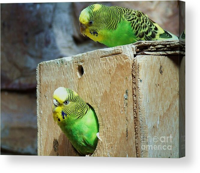 Parakeets Acrylic Print featuring the photograph Who's there? by Donna Parlow