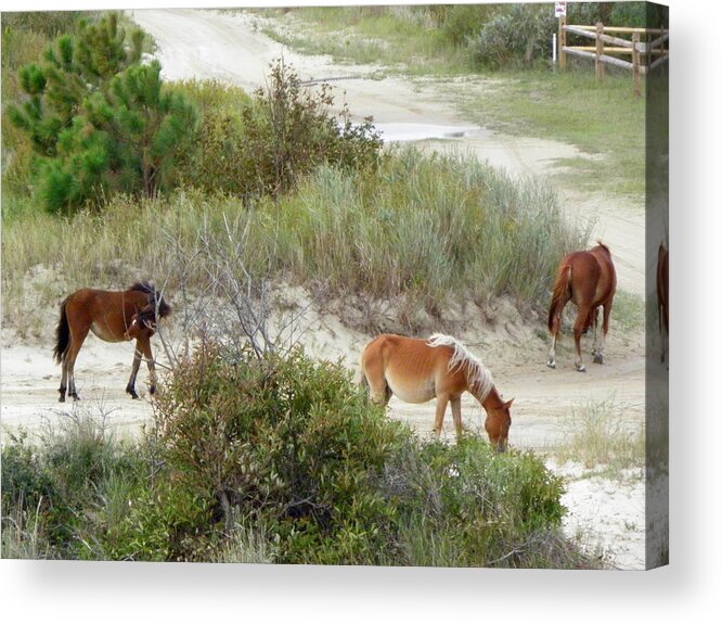Wild Acrylic Print featuring the photograph Wild Spanish Mustangs of the Outer Banks of North Carolina by Kim Galluzzo Wozniak
