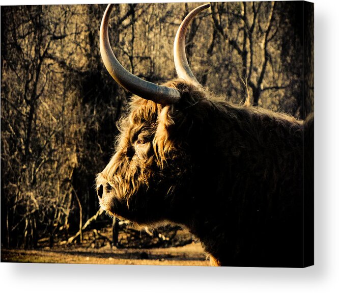 Bison Acrylic Print featuring the photograph Wildthings by Jessica Brawley