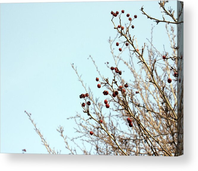 Blue Acrylic Print featuring the photograph Winter's end by Cindy Garber Iverson