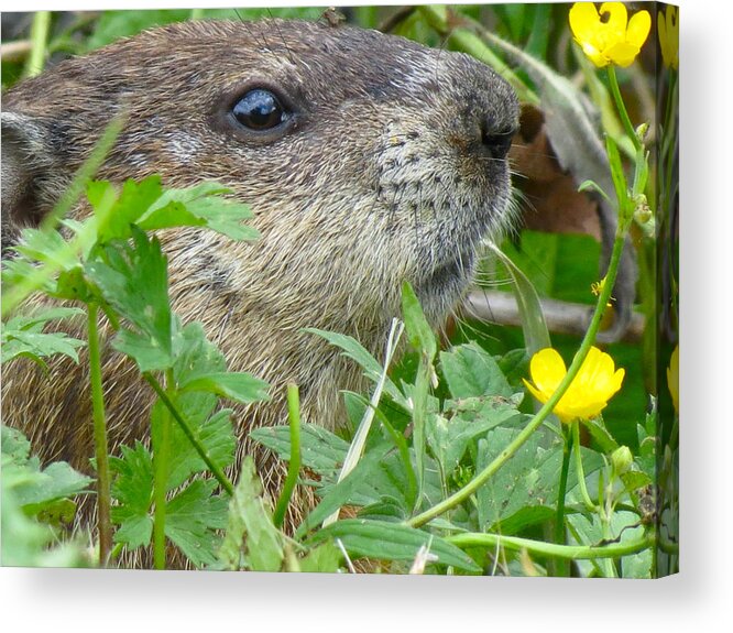 Animals Acrylic Print featuring the photograph Woodchuck by Azthet Photography